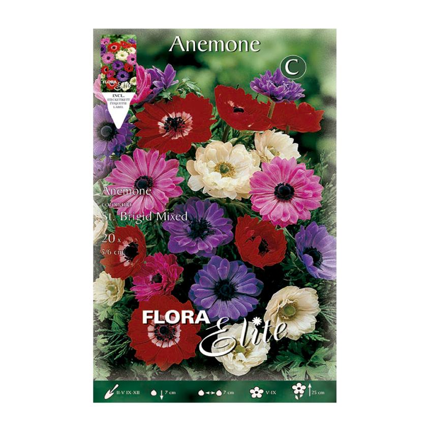 Bulbos Anémona Santa Brigida mezcla 20 uds