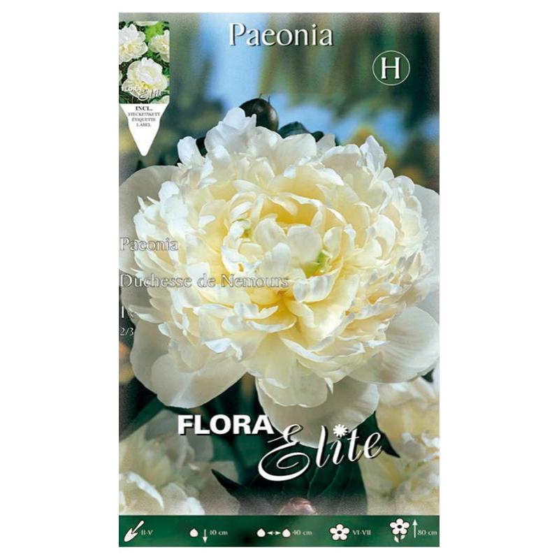 Bulbo Peonia blanca Duchesse de Nemours 1 ud