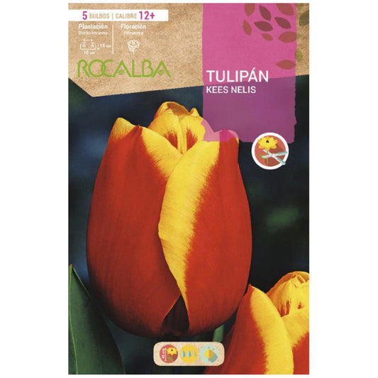 Bulbo Tulipán Kees Nelis rojo amarillo 5 uds Rocalba