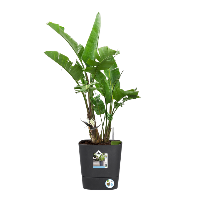 Macetero con autoriego Greensense Aquacare Square Elho 30 cm charcoal grey