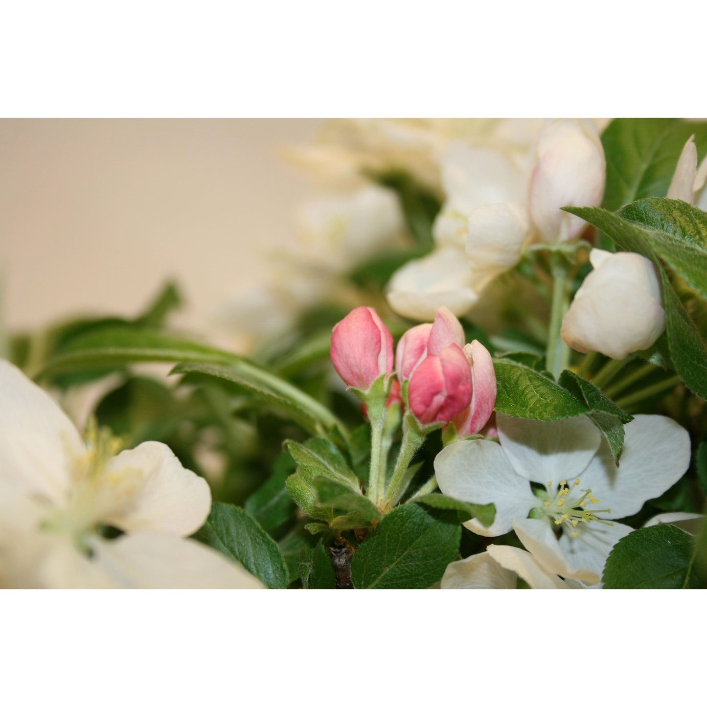 Bonsái Malus sp.7 años MANZANO