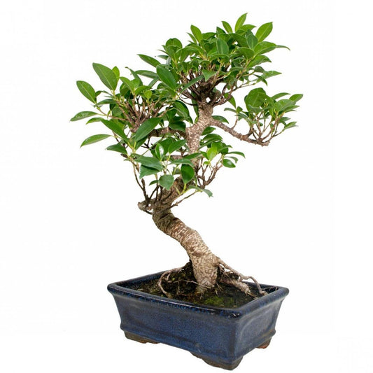 Bonsái Ficus retusa 8 años