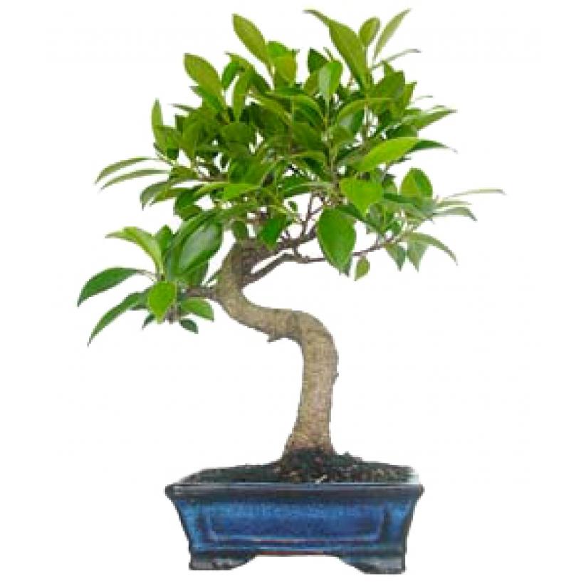 Bonsái Ficus retusa 6 años