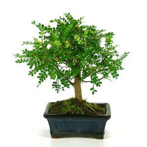 Bonsái Zanthoxylum piperitum sp. 5 años