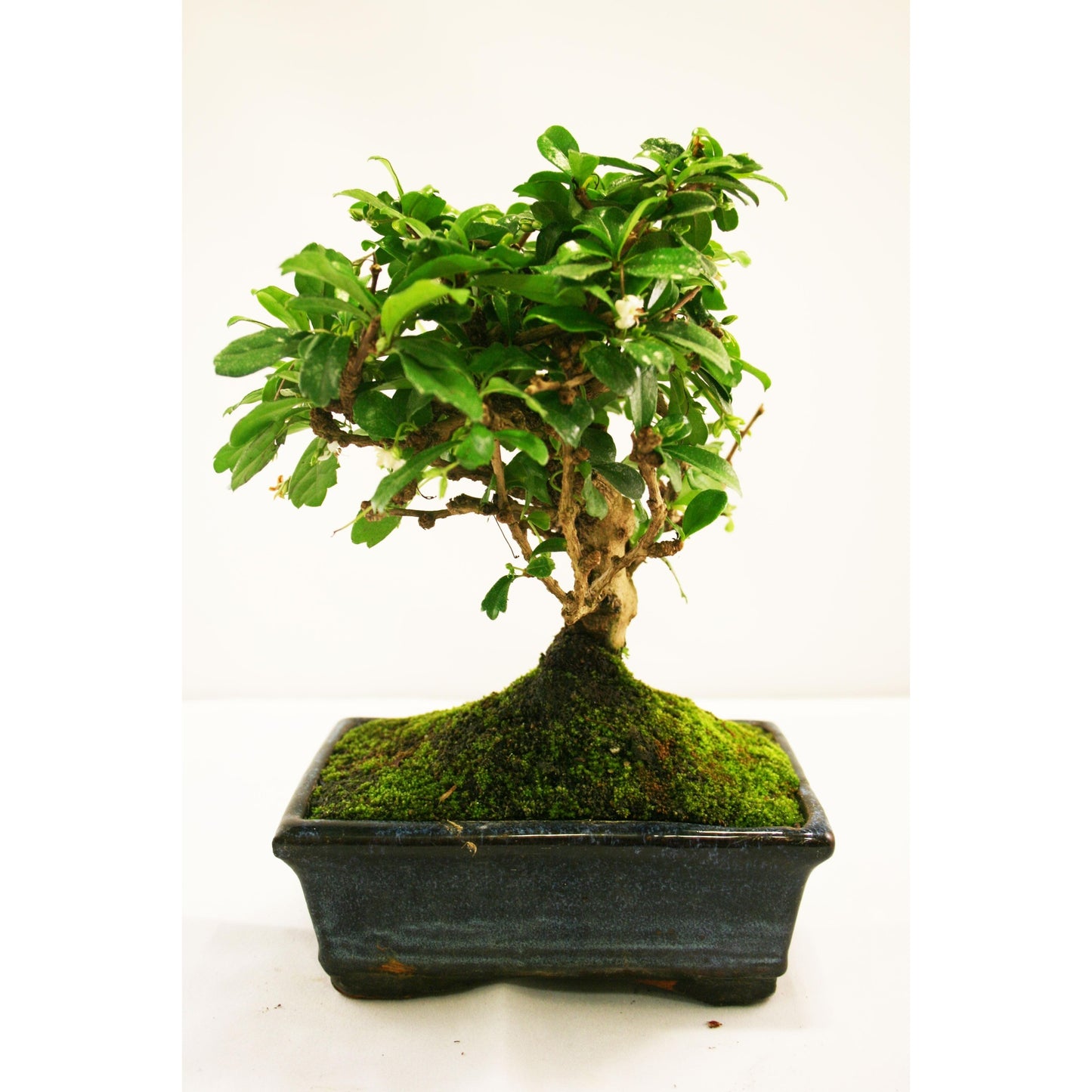 Bonsái Carmona microphylla 5 años