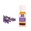 Aceite esencial de lavanda, Camassia