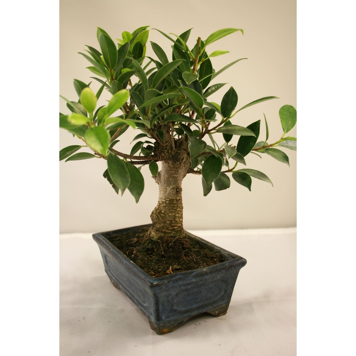 Bonsái Ficus retusa 5 años