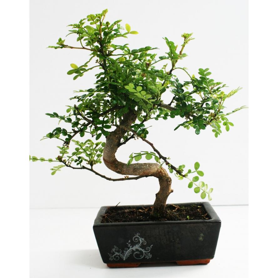 Bonsái Zanthoxylum piperitum sp. 6 años