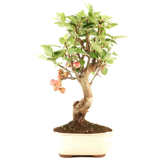 Bonsái Malus sp.12 años MANZANO