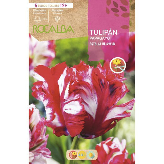 Bulbo Tulipán Papagayo Estella Rijnveld rojo lano verde 5 uds Rocalba