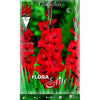 Bulbo Gladiolo rojo vivo 10 uds