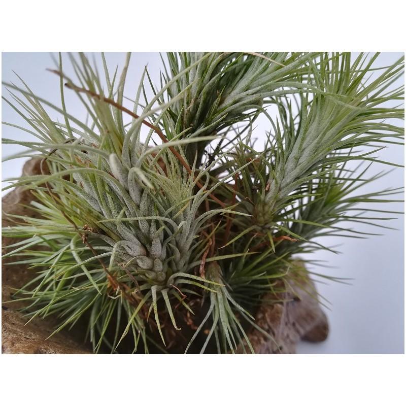Tillandsia funckiana