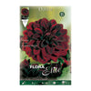 Bulbo Dalia decorativa rojo terciopelo  1 ud