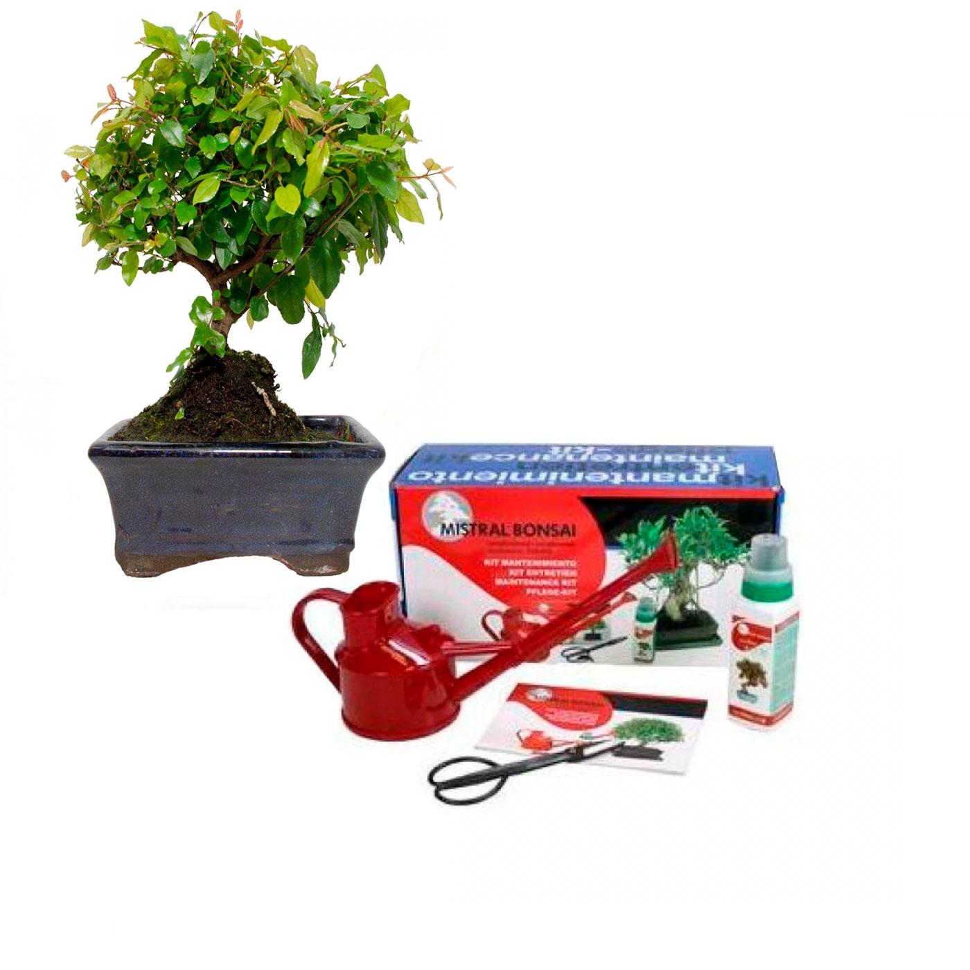 Pack básico de iniciación al bonsái Sageretia theezans Ciruelo Chino 5 años