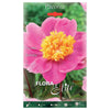 Bulbo Peonia rosa birthday 1 ud