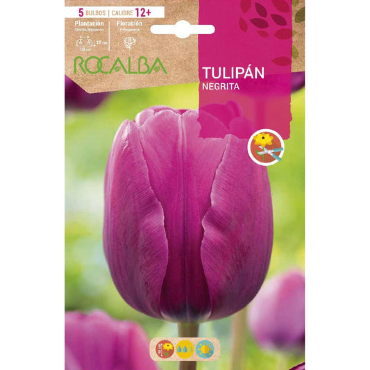 Bulbo Tulipán Negrita violeta 5 uds Rocalba