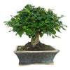 Bonsái Carmona microphylla 5 años