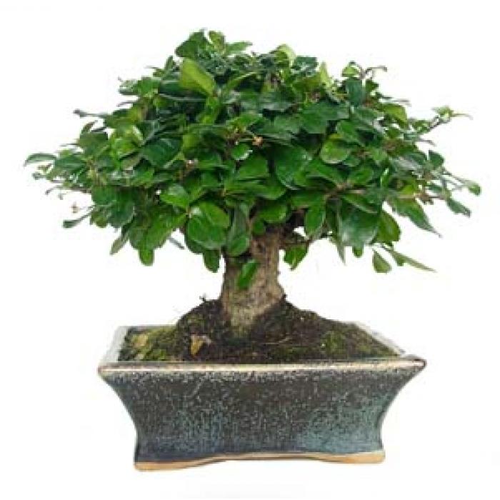 Bonsái Carmona microphylla 5 años