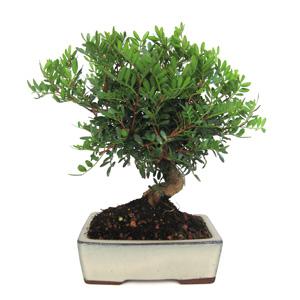 Bonsái Pistacia Lentiscus 7 años LENTISCO
