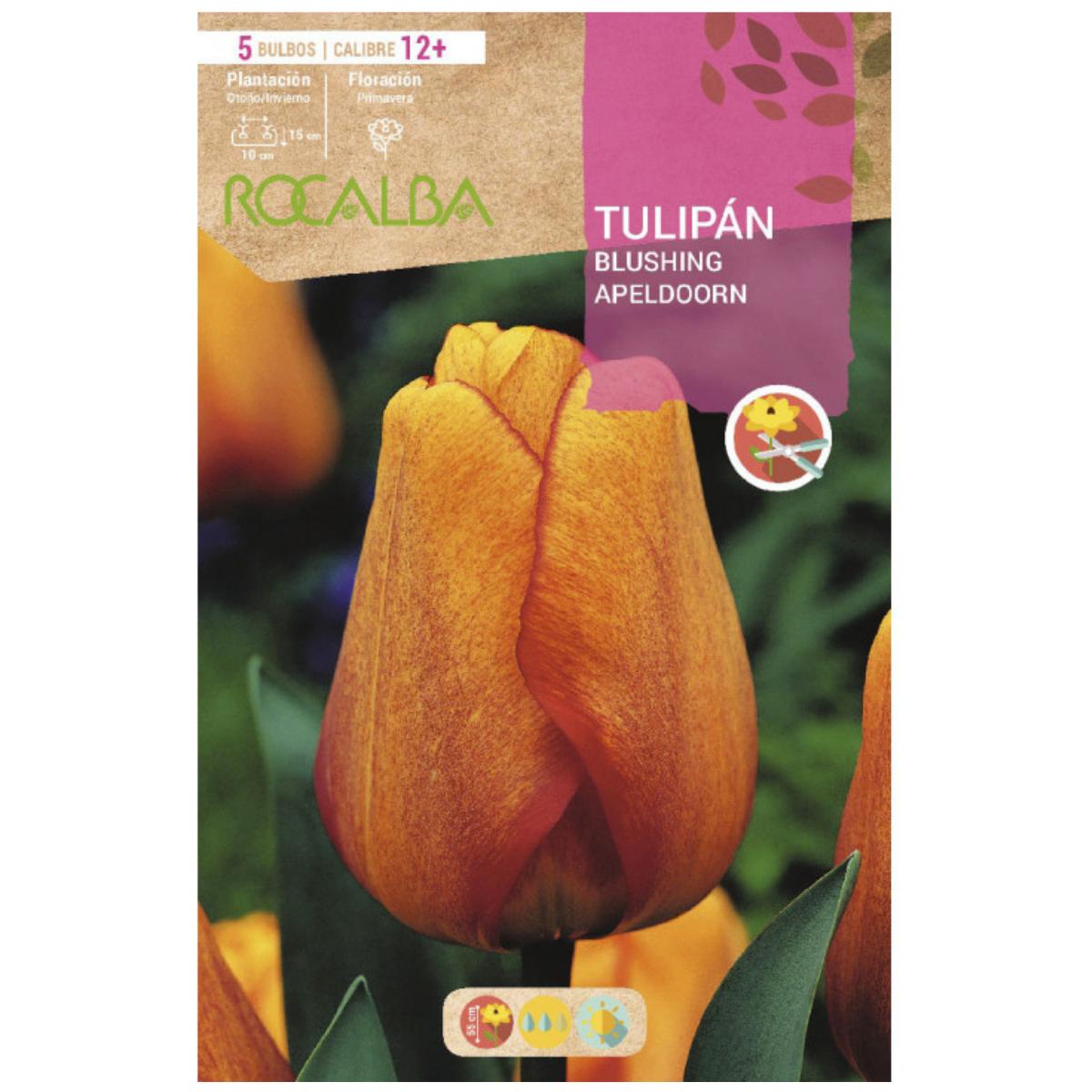 Bulbo Tulipán Blushing Apeldoorn amarillo estriado rojo 5 uds Rocalba