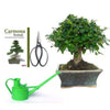 Pack Bonsái Carmona 5 años