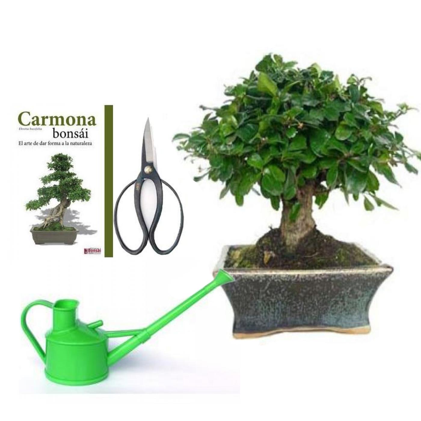 Pack Bonsái Carmona 5 años