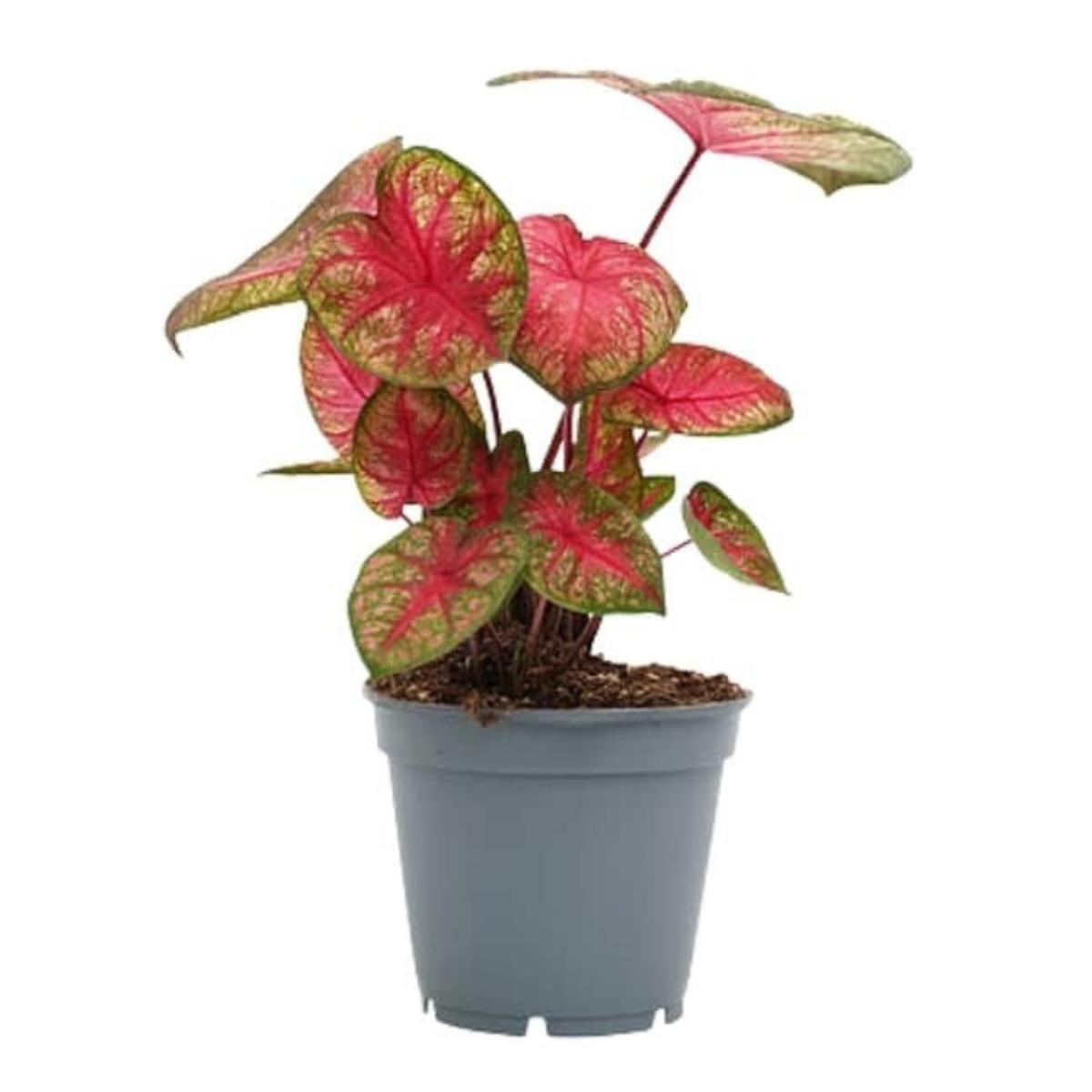 Caladium Party Punch hoja fancy verde oscuro y rosa manchado