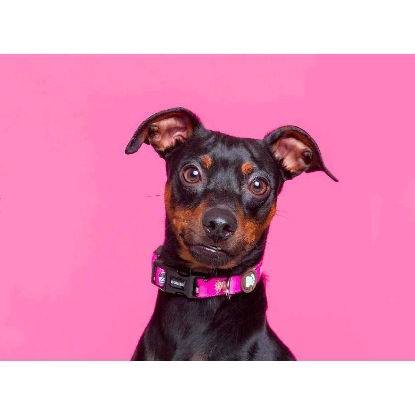 Collar para perro DOGTELLA Dukier L