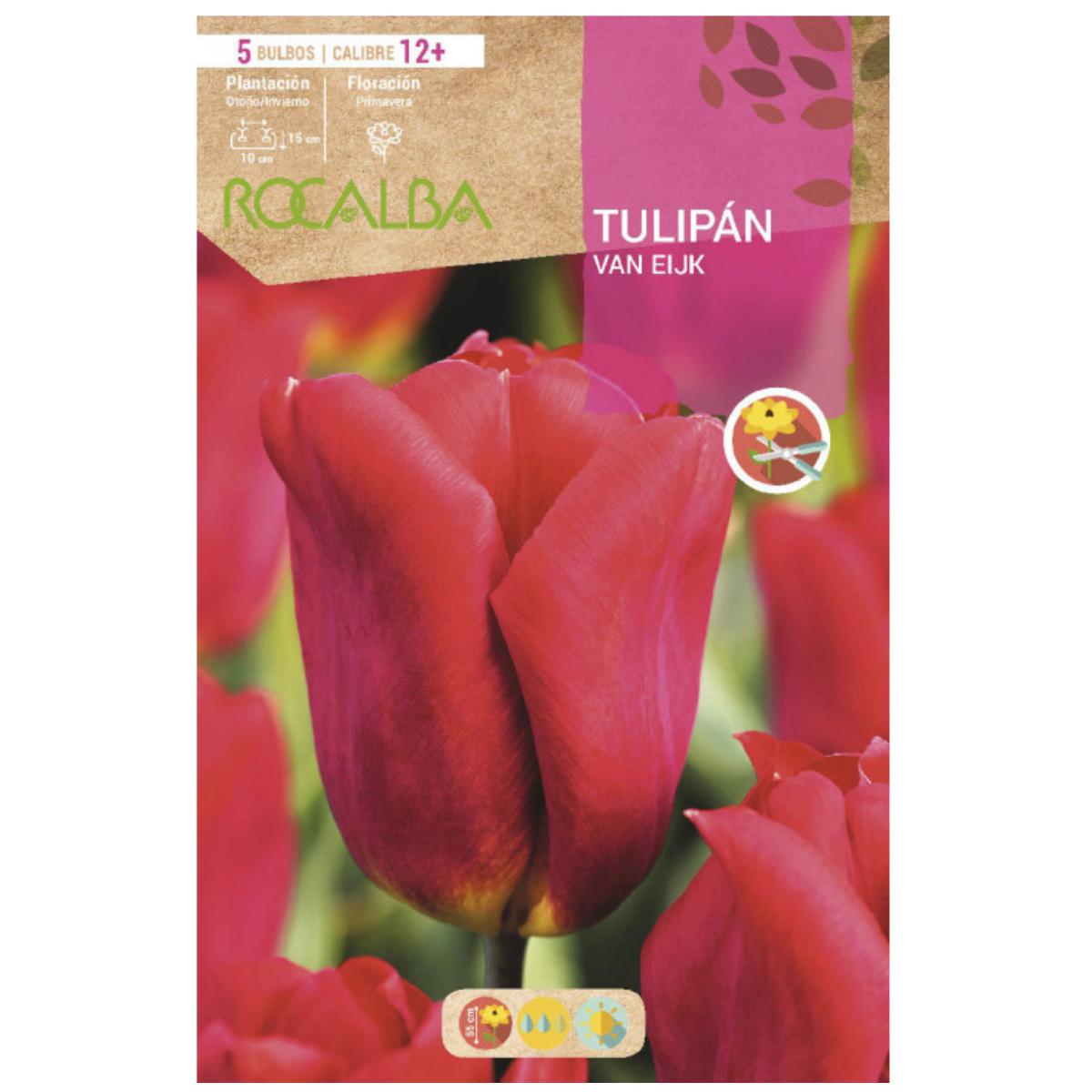Bulbo Tulipán Van Eljk escarlata 5 uds Rocalba