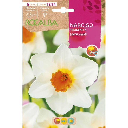 Bulbo Narciso trompeta Sempre Avanti blanco naranja 5 uds Rocalba