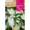 Caladium Aaron Hoja fancy verde oscuro y blanco
