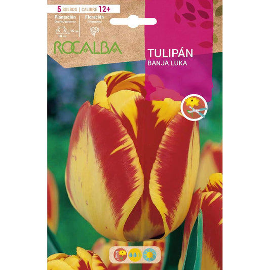 Bulbo Tulipán Banja Luka amarillo rojo 5 uds Rocalba