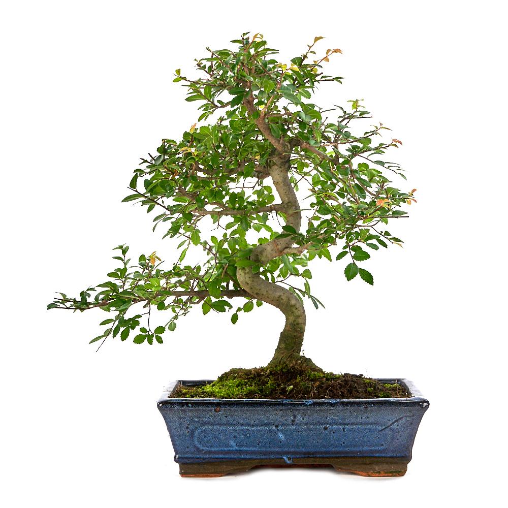 Bonsái Zelkova parvifolia 10 años - OLMO CHINO