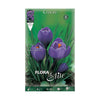 Bulbos Crocus púrpura 10 uds