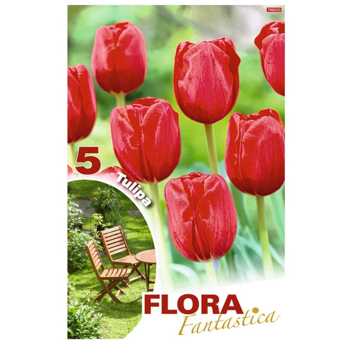 Bulbos Tulipán Darwin rojo Flora Fantastica 5 uds