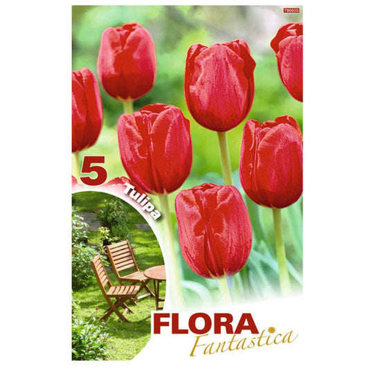 Bulbos Tulipán Darwin rojo Flora Fantastica 5 uds