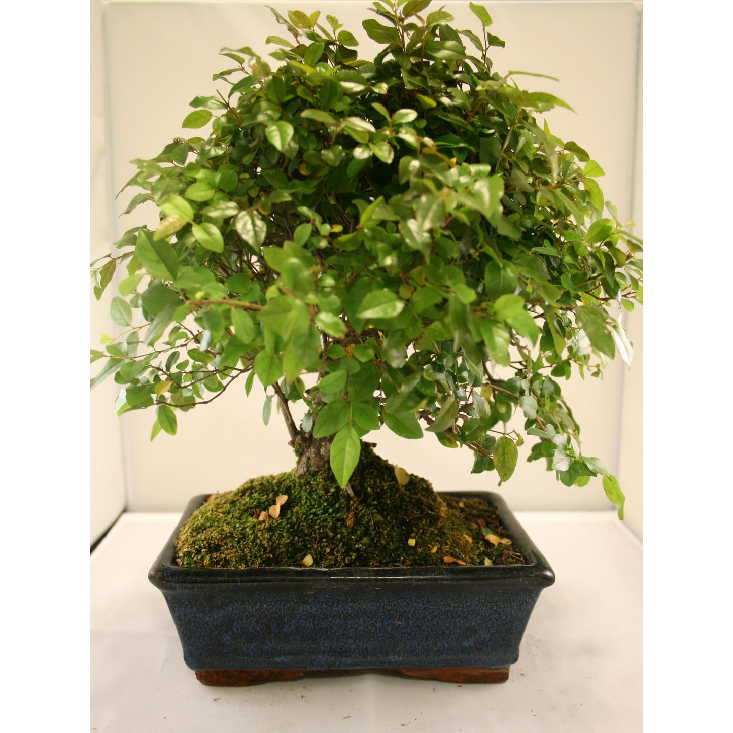 Bonsái Sageretia theezans 7 años - CIRUELO CHINO