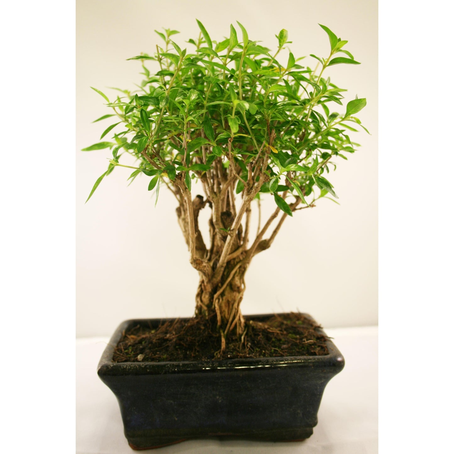 Bonsái Serissa phoetida 5 años MIL ESTRELLAS