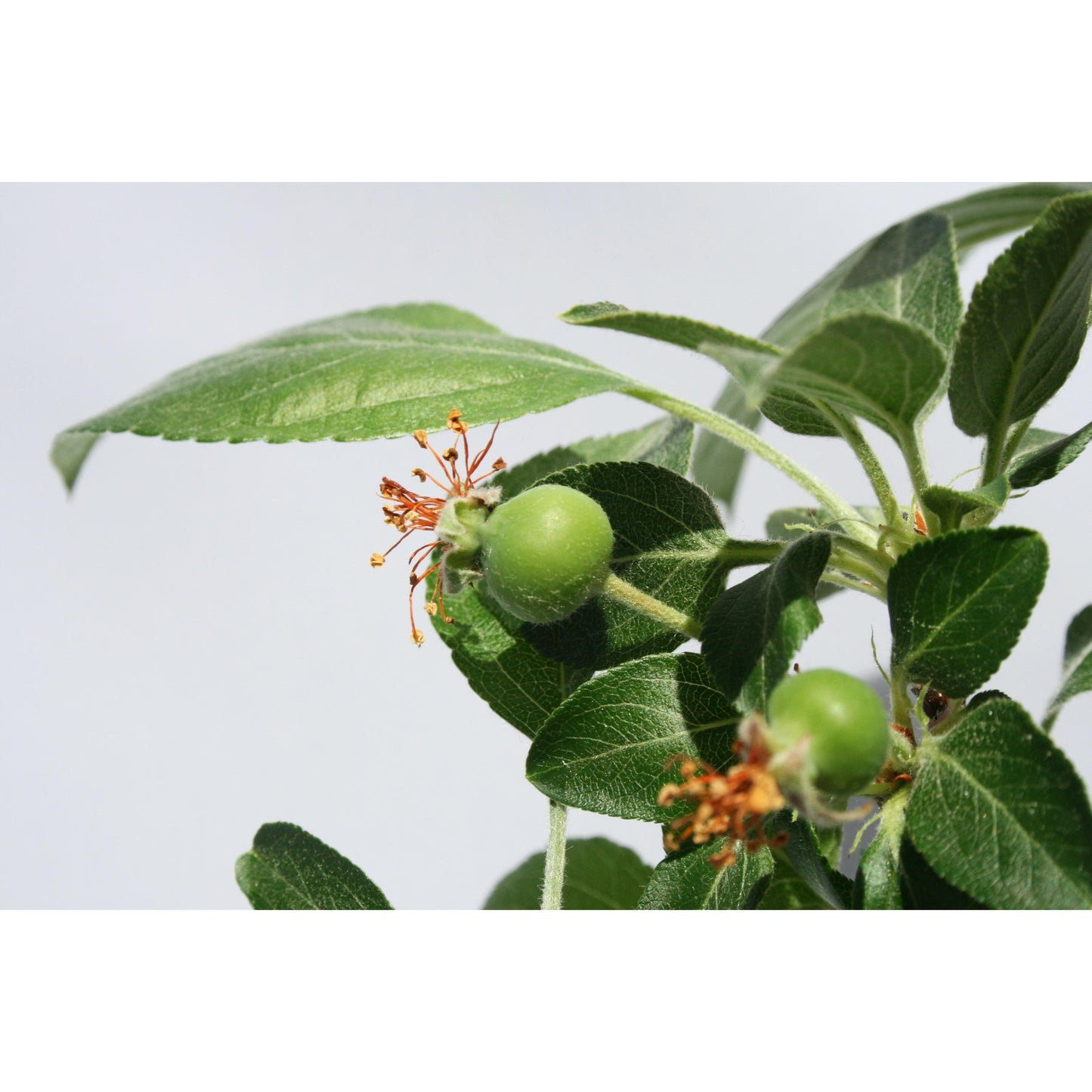 Bonsái Malus sp.7 años MANZANO