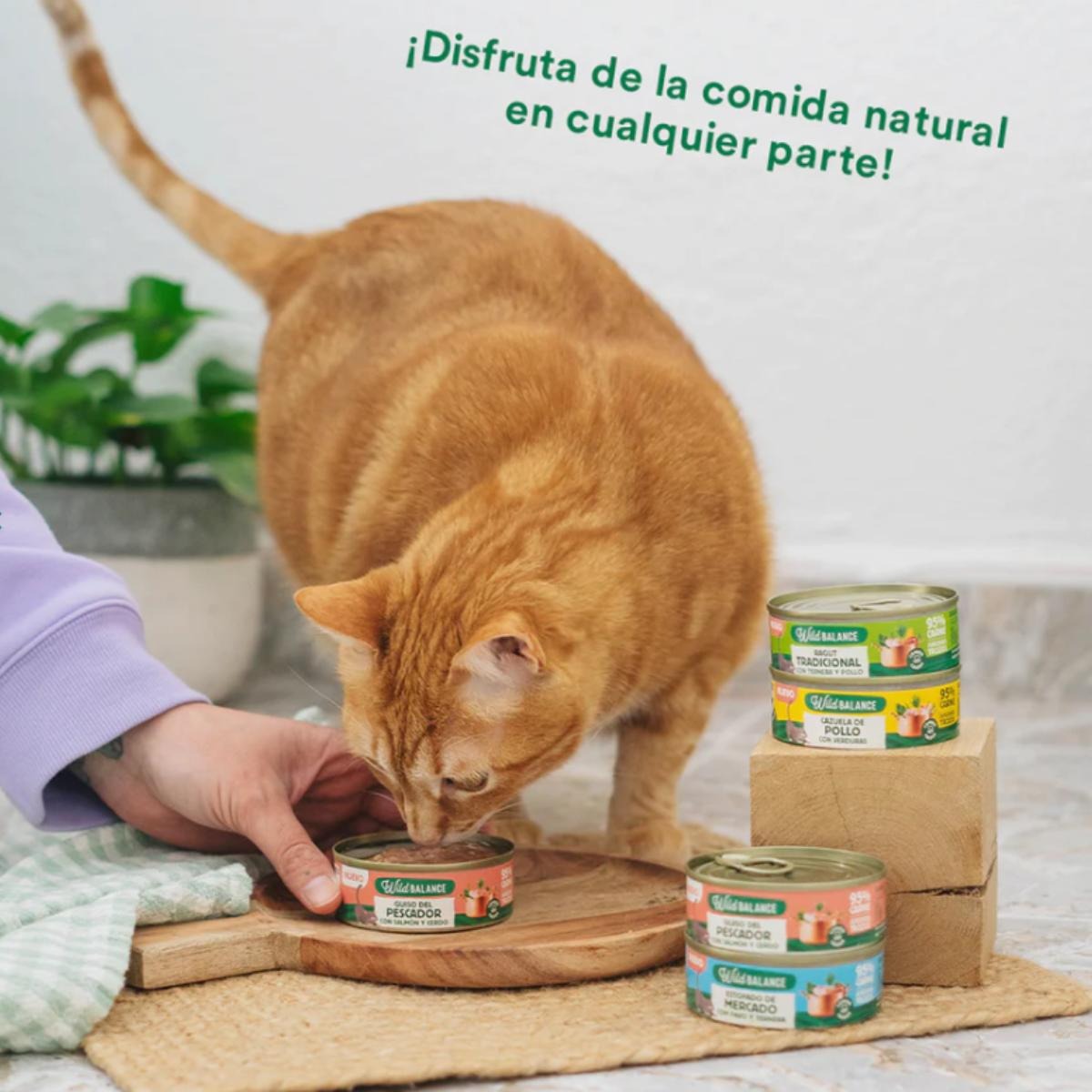 Pack Guiso del pescador salmón y cerdo para gatos 6x80 g Wild Balance