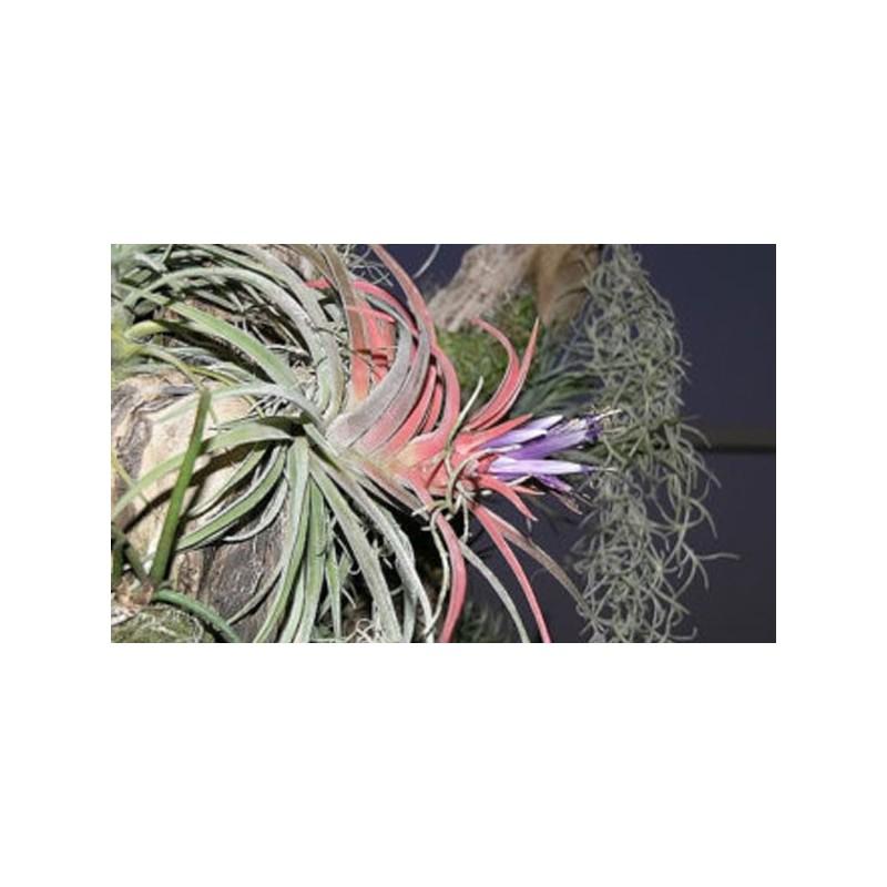 Tillandsia Brachycaulos Multiflora