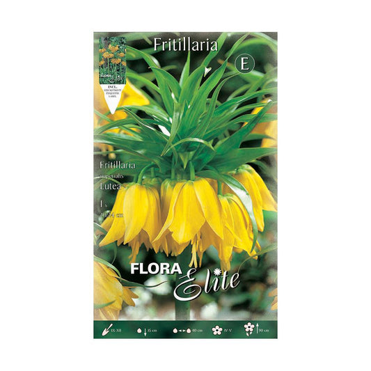 Bulbo Fritillaria Imperialis gigante amarillo Elite 1 ud
