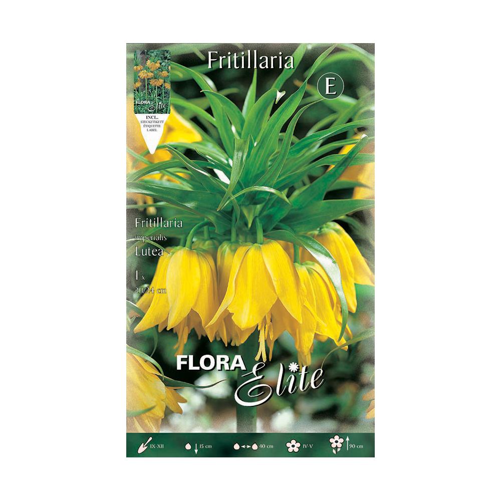 Bulbo Fritillaria Imperialis gigante amarillo Elite 1 ud