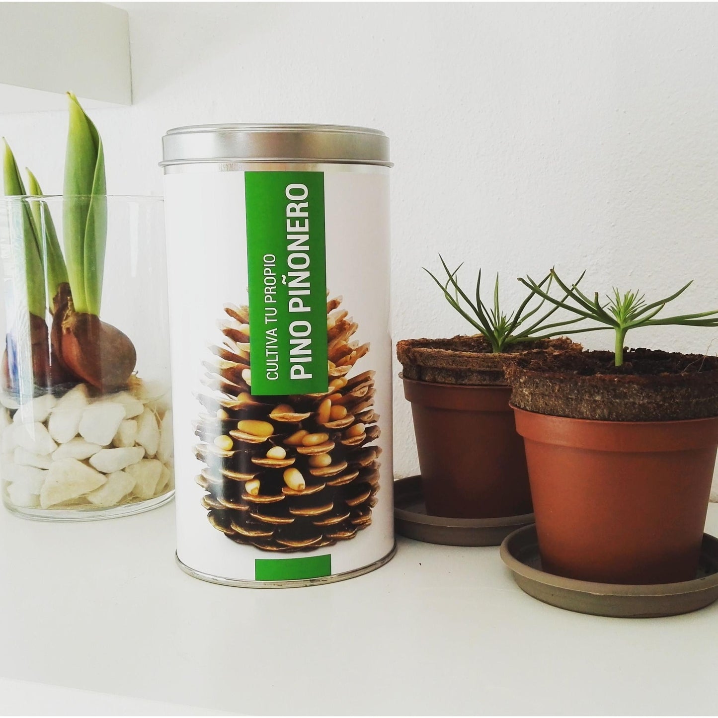 Cultiva tu propio Pino Piñonero Ideal Regalo, Garden Pocket