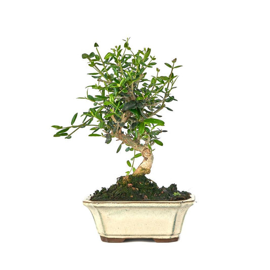Bonsái Olea europaea sylvestris 7 años - ACEBUCHE