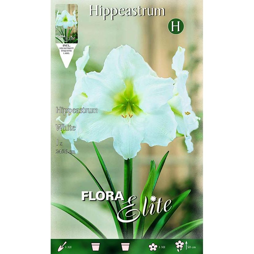 Bulbo Amarilis blanco 1 ud