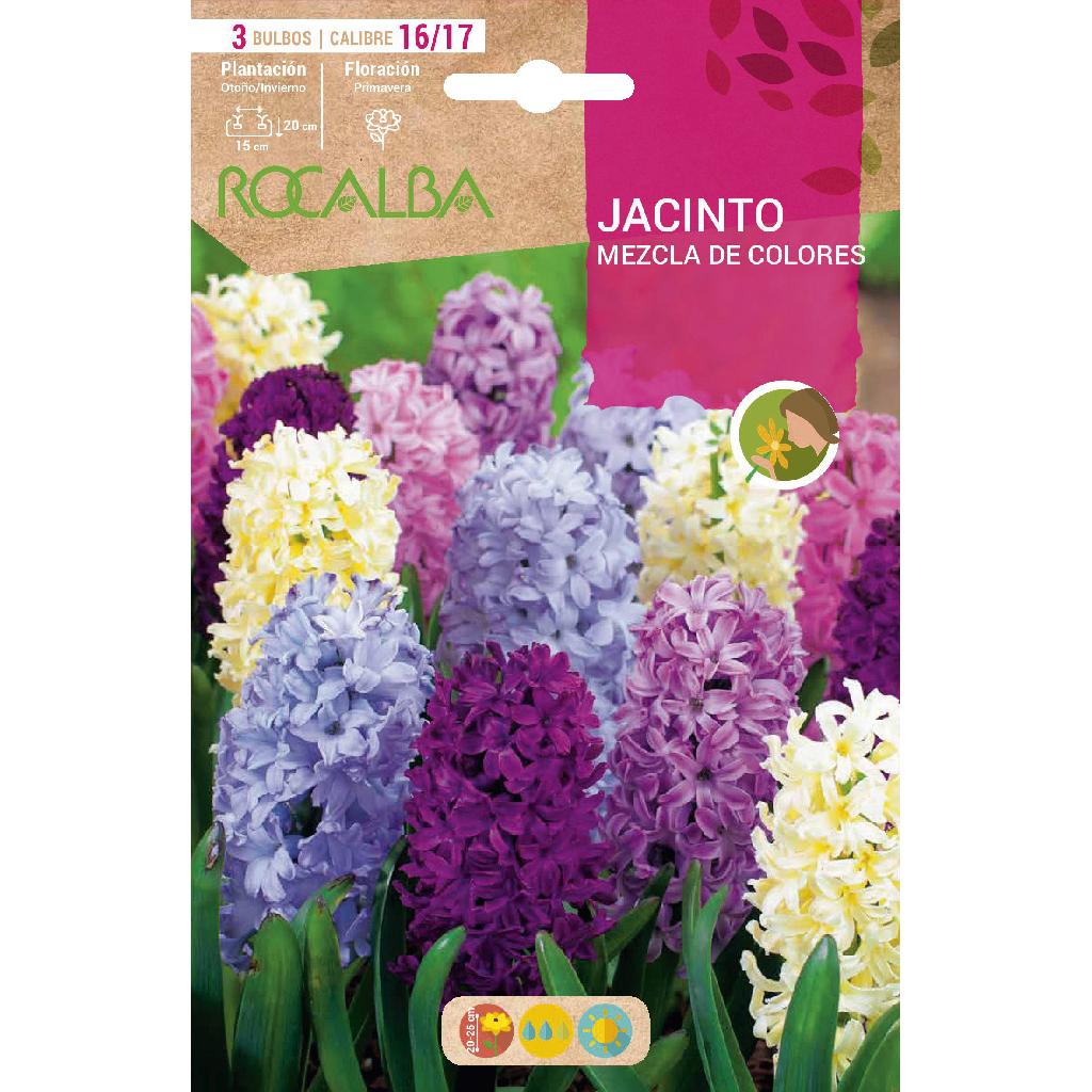 Bulbo Jacinto mezcla 3 uds Rocalba