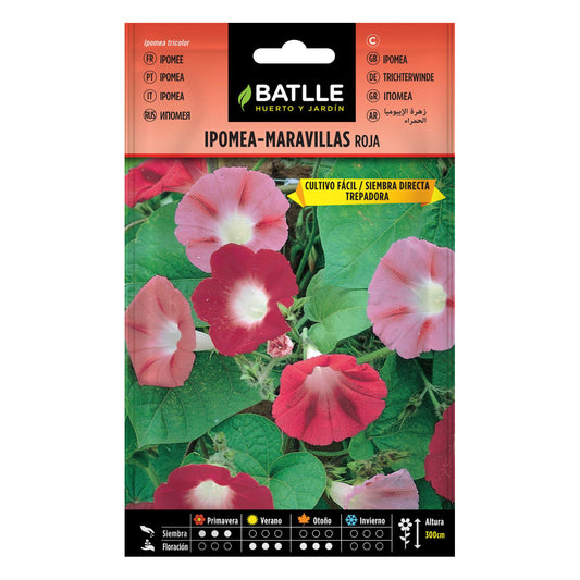 Semillas de  Ipomea roja