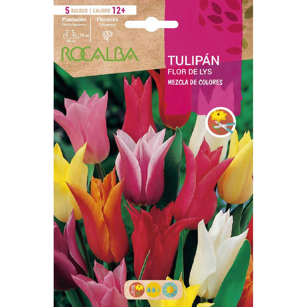 Bulbo Tulipán Flor De Lys mezcla 5 uds Rocalba
