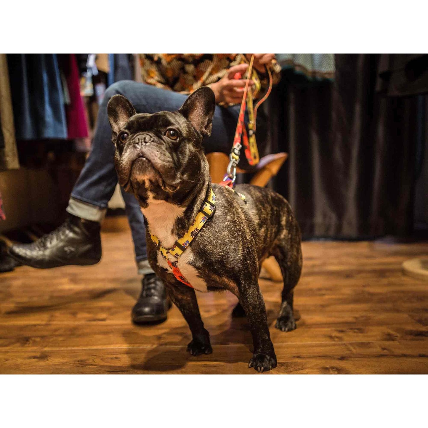 Arnés clásico para perro SUPERDOG Dukier